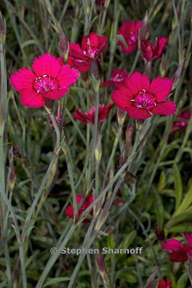 dianthus deltoides 1 graphic